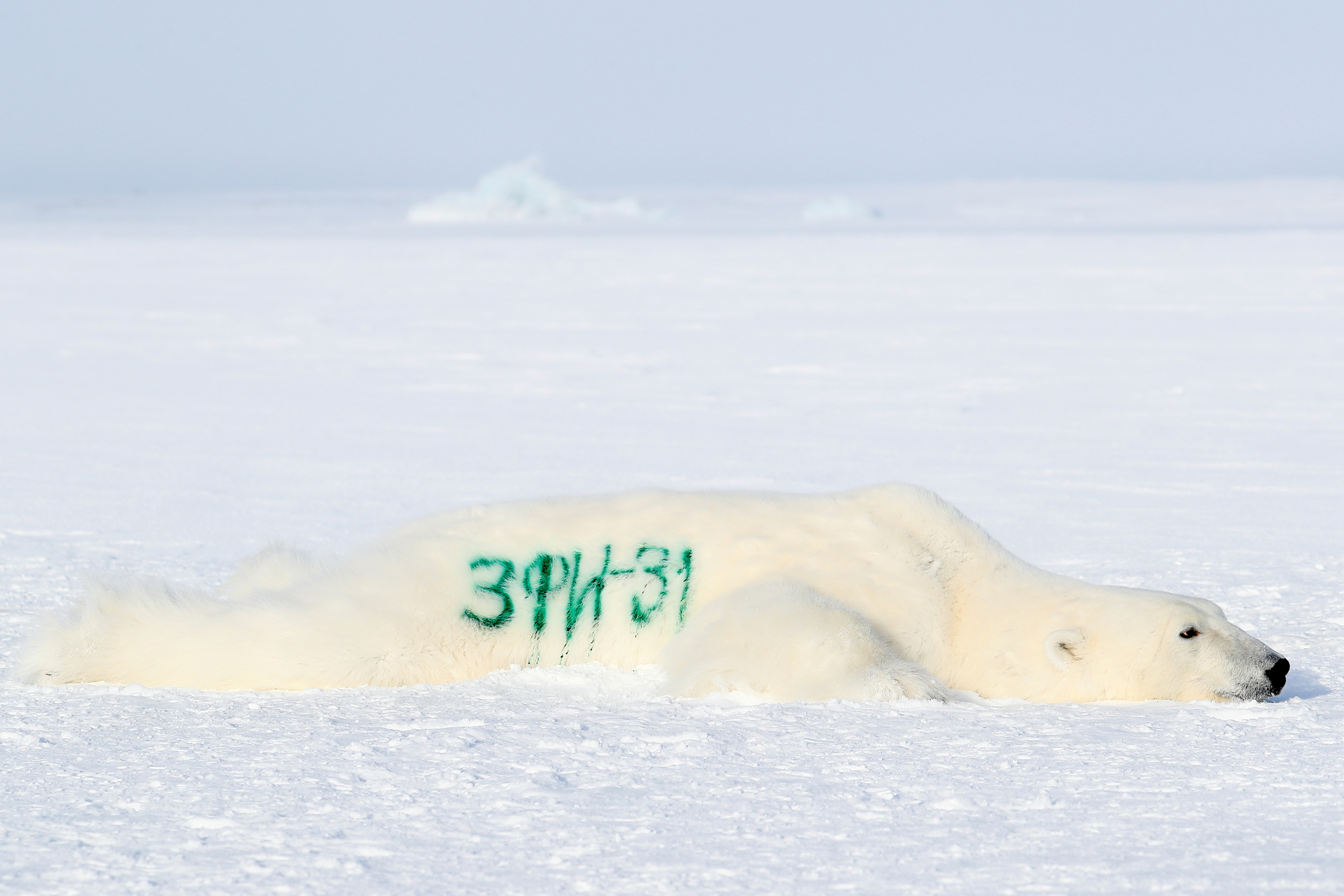 핵잠수함과 동행한 러시아 지리 탐사대, 북극곰과 여우가 맞이했다