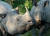네팔 카트만두에서 남서쪽으로 250㎞ 떨어진 치트완 국립공원에서 모습을 드러내고 있는 외뿔 코뿔소. EPA=연합뉴스