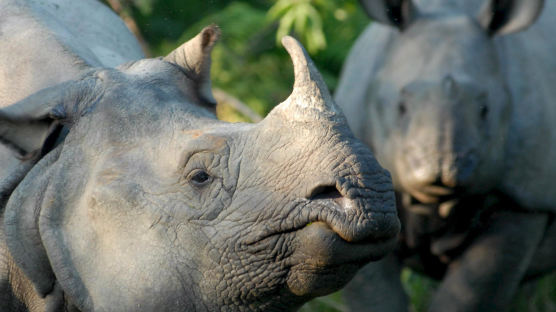 멸종위기 네팔 코뿔소가 돌아왔다…100여마리 번식 성공 