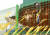 15일 전남 목포신항에 거치된 세월호 선체 앞 울타리에 추모객들이 남긴 노란 리본과 국화꽃이 묶여 있다. 프리랜서 장정필