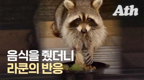 잔망스런 얼굴뒤 포악 민낯? '캐나다 길냥이' 라쿤의 습격