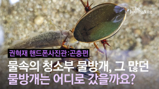 [권혁재 핸드폰사진관]물속의 청소부 물방개