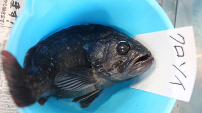 日 후쿠시마 앞바다 생선서 또 세슘 나왔다···기준치 3배 초과 