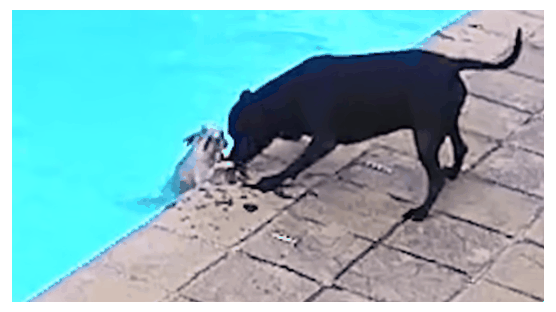 물 빠진 친구, 34분 사투끝 구했다…놀라운 강아지들 우정