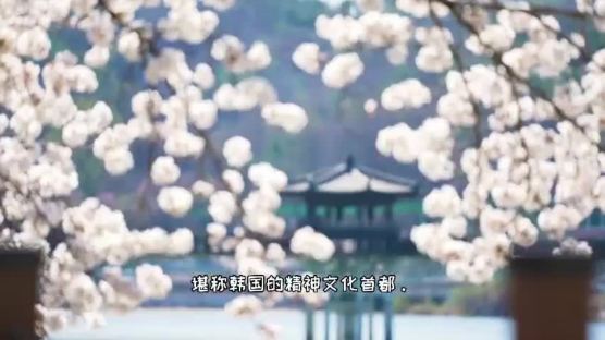 댕기머리 한복녀 따라 하회마을 구경···中서 대박난 '벚꽃 영상'