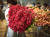 한 화훼농가에서 온라인 판매용 장미를 수확하고 있다. 사진 마켓컬리  
