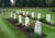 영연방 전쟁 묘지 위원회는 조사결과 흑인과 아시아계 병사들이 영국을 위해 싸우다 전사했음에도 인종차별 때문에 묘비조차 갖지 못했다고 밝혔다. [트위터]