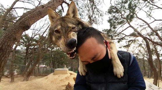 이게 무는게 아니라고? '아빠' 본 한국늑대의 행동 [VR 영상]