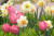 서울시 강서구 마곡동 서울식물원에서는 오는 6월까지 봄꽃 12만 포기를 한자리에서 볼 수 있는 '봄꽃 전시'가 이어진다. 장진영 기자