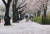 지난 3일 오전 서울 여의도 윤중로에 떨어진 벚꽃잎이 바닥을 뒤덮고 있다. 올해 서울의 벚꽃은 99년만에 가장 이른 시기에 피었고, 기상청은 봄이 점점 빨리 찾아오고 있다고 분석했다. 연합뉴스