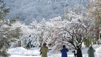  '5월 폭설' 홍천 구룡령 18㎝ 눈…역대 최고보다 10배 더 내렸다