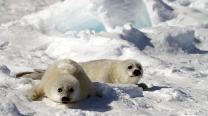 북극 해빙 줄자 새끼 죽는 모습도…캐나다 하프물범의 눈물 