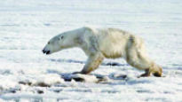 "북극곰은 잘 살고 있다" 환경전문가의 온난화 종말론 반격