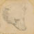 레오나르도 다빈치가 그린 '곰의 머리' . [사진 로이터=연합뉴스]