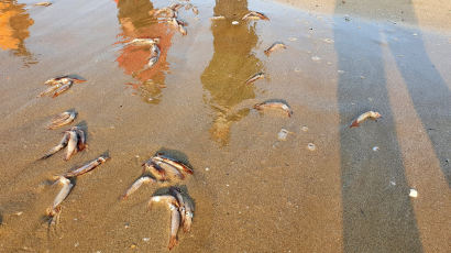총알 오징어 이틀째 수백마리 떼죽음…포항 해변서 무슨 일이 