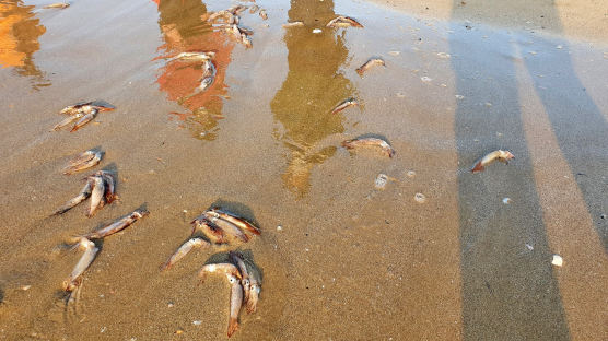 총알 오징어 이틀째 수백마리 떼죽음…포항 해변서 무슨 일이 