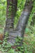 시듬병 확산 방지를 위해 밑둥에 테이핑한 참나무.