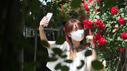 [이 시각]‘꽃이 이뻐, 내가 이뻐’ 로즈데이 맞아 서울장미축제 눈길 