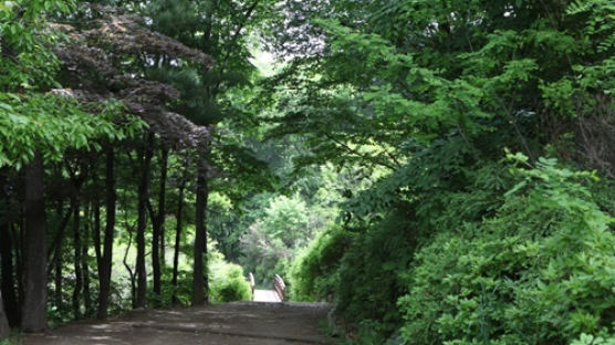 [더오래]사람의 일생 닮은 아카시아…늙어 버림 받으니까 