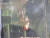 홀로세생태보존연구소에서 기르고 있는 물장군이 먹이로 준 금붕어를 잡아먹고 있다. 횡성=강찬수 기자