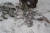 2004년 3월 5일 폭설 무게를 견디지 못해 부러진 정이품송의 직경 15cm 가지가 눈밭에 떨어져 있다. 연합뉴스