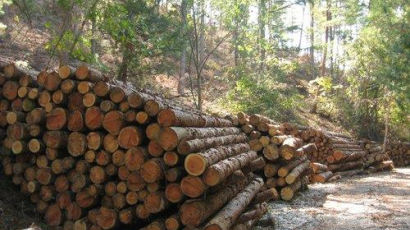 나무 3억 그루 벌채 논란…환경부, 산림청에 협의체 제안