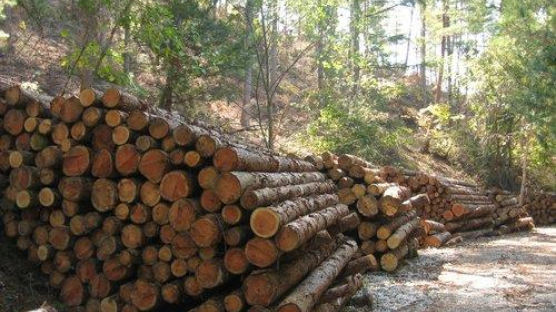 "탄소 흡수 못하는 늙은 나무 베자"는 산림청···환경부가 제동 