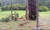 2012년 8월 28일 태풍 `볼라벤'이 몰고온 강풍으로 정이품송의 가지 1개가 부러져 있다. 서북쪽으로 뻗어있던 이 가지는 지름 18㎝·길이 4.5ｍ 크기다. 연합뉴스