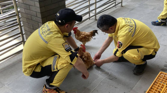 동물원 탈출한 표범에 중국의 해법…닭 100마리 풀었다