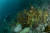 바다 속에 얽혀 가라앉은 거대한 그물 덩어리와 그 앞에 떠 있는 다이버. 2020년 7월 경남 홍도. 사진 팀부스터 김혜진