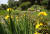  남산 야외 식물원에 노란 창포꽃이 만개했다. 식물원 연못에는 도롱뇽과 개구리 등 양서류가 산다. 