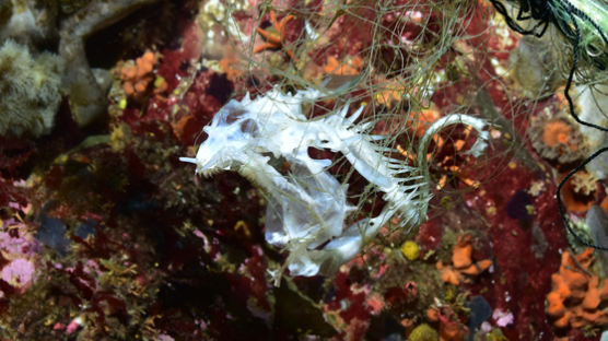 폐그물에 걸려 흰 뼈만···해양생물 SOS, 바다기사단 떴다