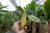'원프리카'에서 재배한 바나나는 수입산 바나나보다 훨씬 신선한 향이 났다.