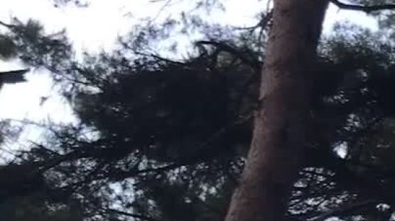 멸종위기종 담비의 은밀한(?) 사생활 광릉숲서 첫 촬영[영상]