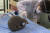 지난해 6월 중국 생물다양성 보전 녹색발전기금(CBCGDF) 관계자가 저장 성에서 구출된 천산갑의 코와 입 분비물 시료를 채취하고 있다. AP=연합뉴스 