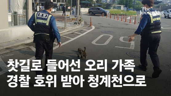 [영상]오리 뛰다…8차선서 발견된 오리, 경찰이 에스코트