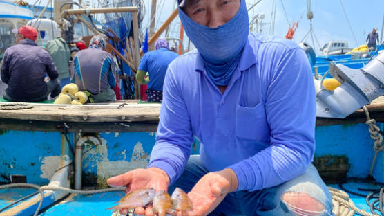 통통하게 물올랐네…초여름 골라먹는 제주의 맛 ‘자리돔’