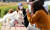 서울 성동구 행당동 인근 공원에서 지난해 ‘반려견 산책 매너교육 프로그램’이 진행되는 모습. 뉴스1