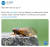 미국 식품의약국(FDA)가 2일(현지시간) ″해산물 알레르기가 있다면 매미를 먹지 말라″는 경고를 소셜미디어에 올렸다. [FDA]