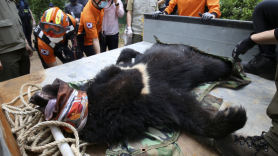 "울주에 곰 나타났다"···출동한 119는 곰 모습에 기겁했다