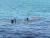 디프다제주 변수빈 대표(왼쪽)와 고은지 팀원이 지난 주말(5월 29일) 제주시 함덕해수욕장 인근 바닷속에서 봉그깅(쓰레기 수거)한 쓰레기를 들어보이고 있다. 최충일 기자