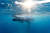 호주 퀸즐랜드주 골드코스트에서 상어그물에 잡힌 아기 혹등고래. [사진 Humane Society International=연합뉴스]