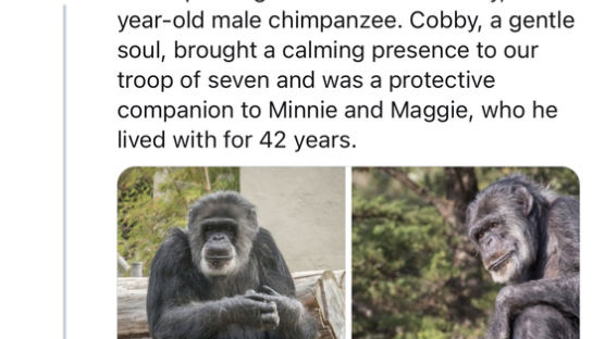 ‘샌프란시스코 동물원 터줏대감’ 최고령 수컷 침팬지 63세로 세상떠나