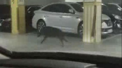 부산 아파트 주차장에 나타난 멧돼지…주민 대피 ‘소동’