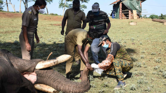 인도는 동물도 예외 없다…코끼리에 면봉 쑤시니 28마리 확진