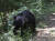 지난 19일 오후 울산 울주군 범서읍 한 농장 인근에 반달곰으로 추정되는 곰이 나타나 주변을 서성거리고 있다. 뉴스1