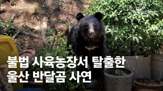 불법농장 탈출 반달곰, 다시 악몽의 철창 돌아간 '딱한 사연' [영상]