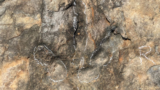 경북 의성서 길이 1m ‘공룡 발자국 화석’ 20여개 발견