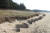 2014년 태안해안국립공원 삼봉 해안사구에 모래포집기를 설치한 지 2년 만에 모래포집기 위로 모래가 쌓이고 있다. 국립공원공단