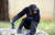 침팬지와 인간은 발모양이 다른 것뿐만이 아니라 골반과 요추의 구조가 많이 다르다. 침팬지 걸음은 위태로울 정도로 몸통을 좌우로 흔들며 걷는다. 에너지 소모가 그만큼 크다. [사진 pxhere]